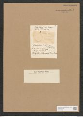 Cymatopleura sp. (de-Toni-Nr.: Genus 54) Zeichnungen Sammlung Grunow Nr. 4872 (NHMW-BOT-W0373056)